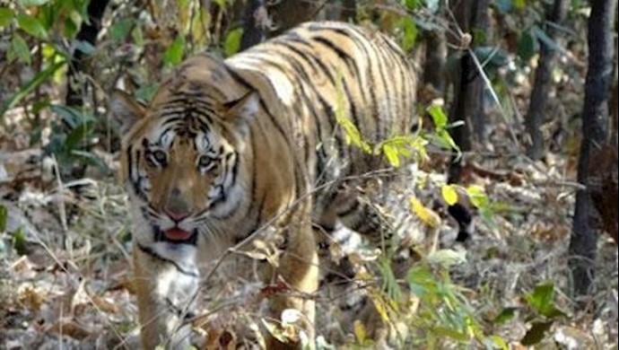 Mystery of missing Jai, India’s most beloved tiger