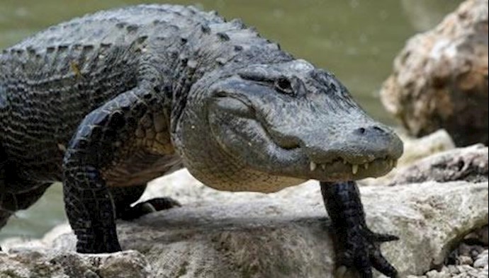  'An American Alligator walks out of the lagoon at Everglades Alligator Farm in Homestead, Florida'