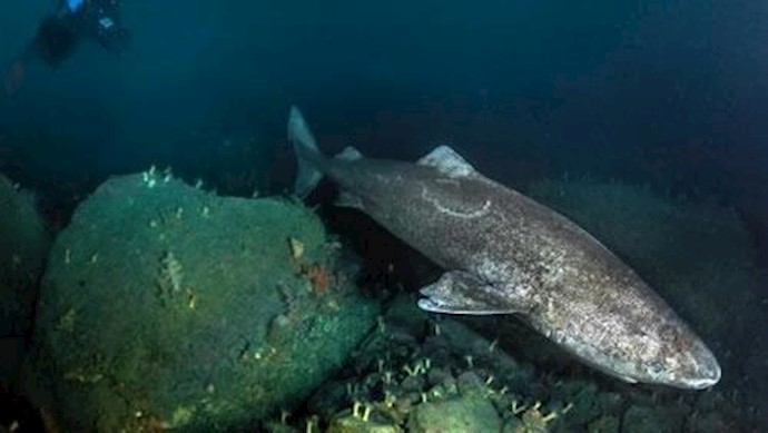 Greenland sharks may live 400 years, researchers say