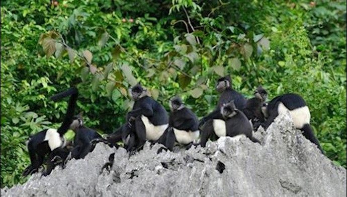 Rare endangered primate spotted in Vietnam