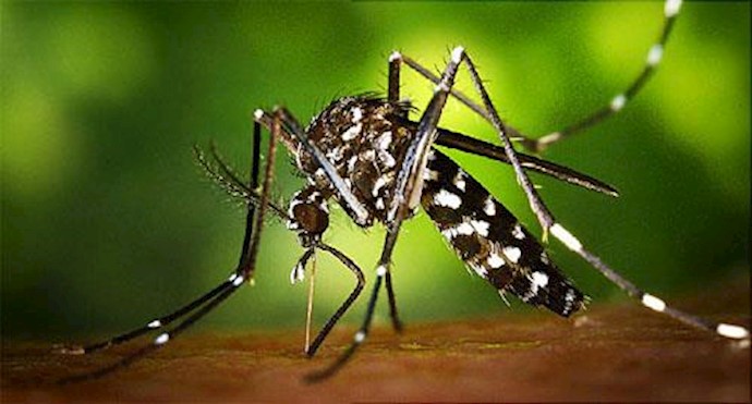 Malaysia reports first case of Zika virus + photos