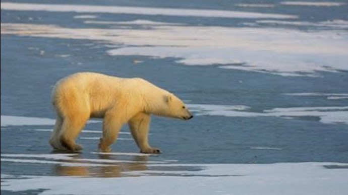 Polar bears losing crucial sea ice: study