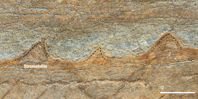 Scientists find 3.7 billion-year-old fossil, oldest yet