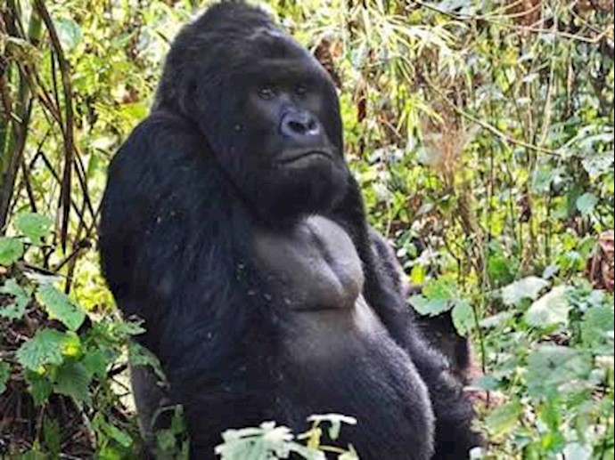 World’s largest gorillas ‘one step from going extinct’