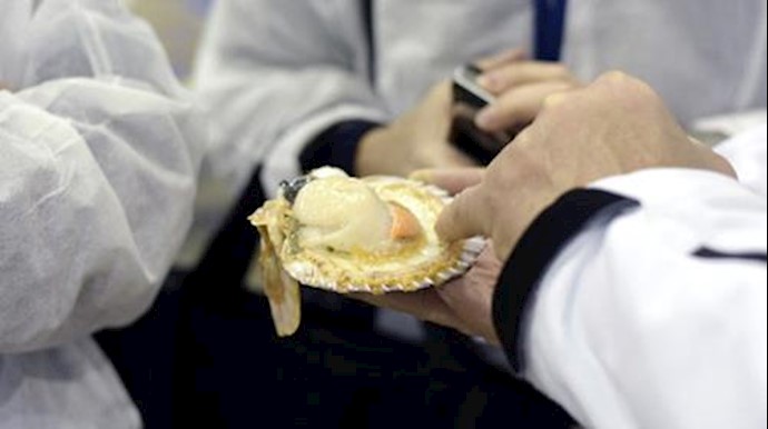 Scallops have 200 eyes, which function like a telescope: study