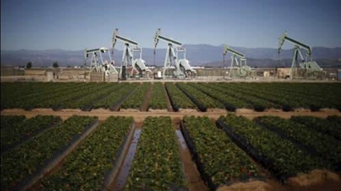  'Oil pump jacks are seen next to a strawberry field in Oxnard, California February 24, 2015.'