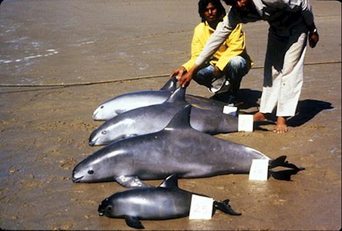 One of last vaquita porpoises found dead in Mexico