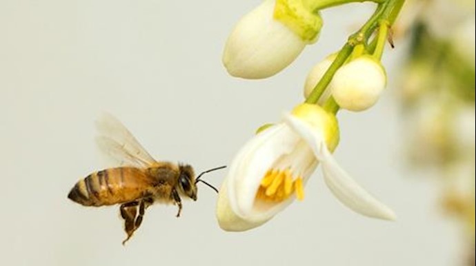 Bees can see much better than thought: scientists