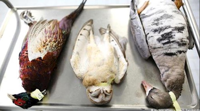 Authorities confirm bird flu case in southern Belgium