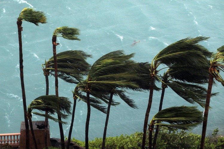 Wind brought by Hurricane Matthew blows palm trees on Paradise Island in Nassau, Bahamas.